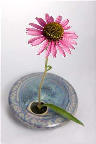 Cone Flower In Vase