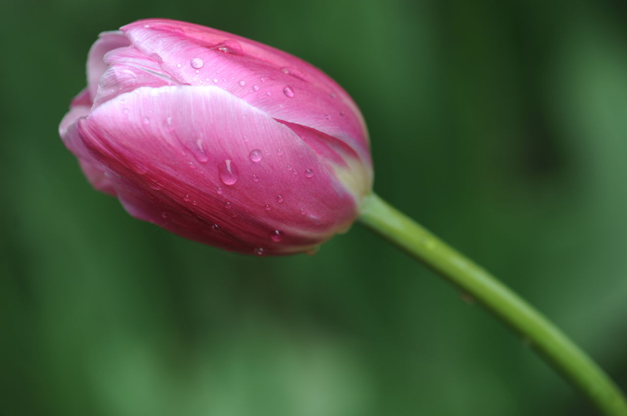 Colorful Tulip