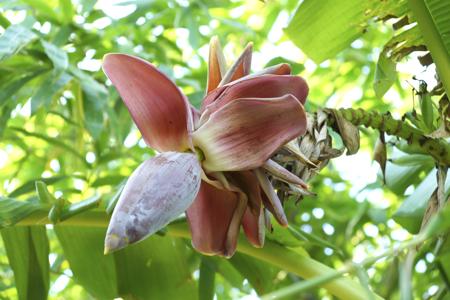 banana flower