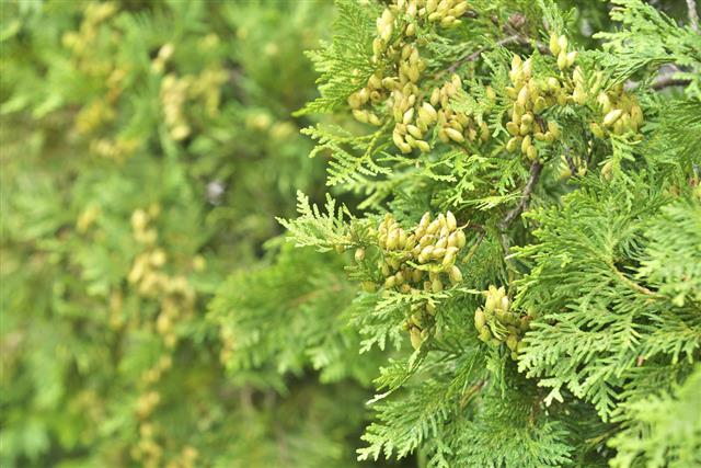 Fruit of the thuja occidentalis