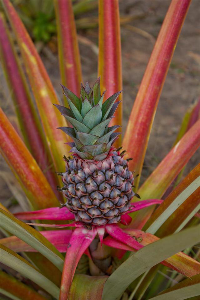 Pineapple in the garden, Thailand