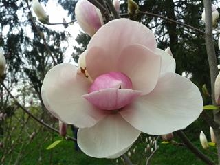 Magnolia