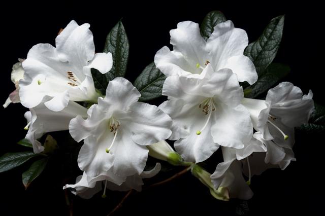 White Rhododendron