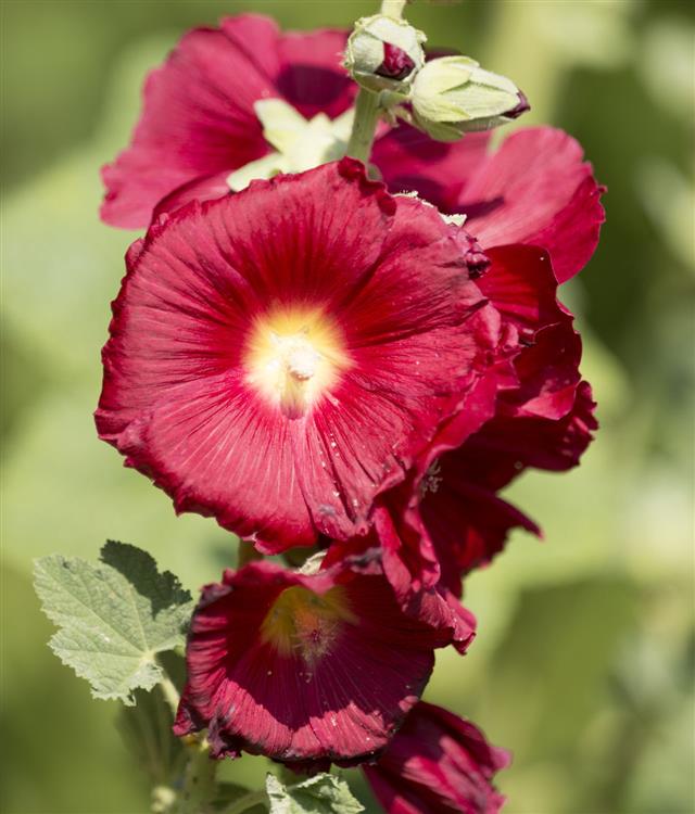 Hollyhock Alcea Rosea