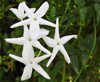 Jasmine Flower