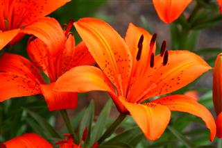 Orange Lily