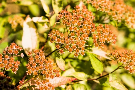spirea japonica fruits