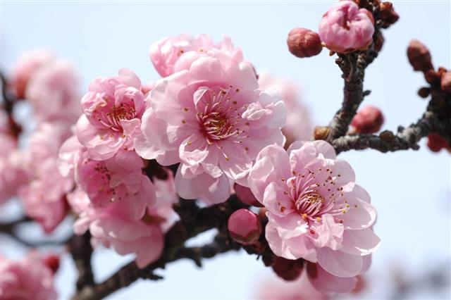 Double Pink Plum Blossoms Prunus Cerasifera