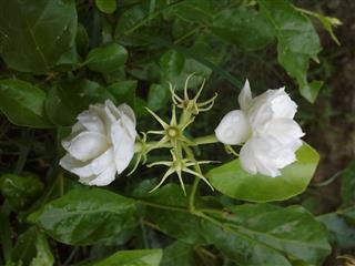 Jasmine Flowers