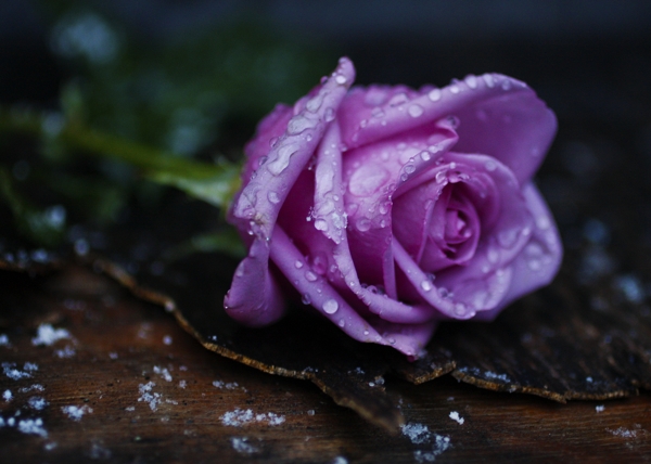 Rose (Lavender)