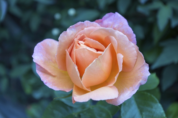 Rose (Peach)