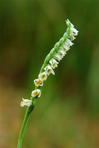 Spiranthes Spiralis