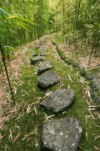 Bamboo Forest Trail