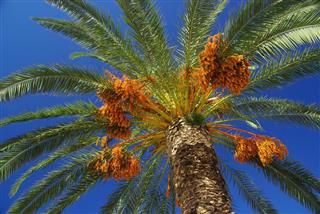Date Palm