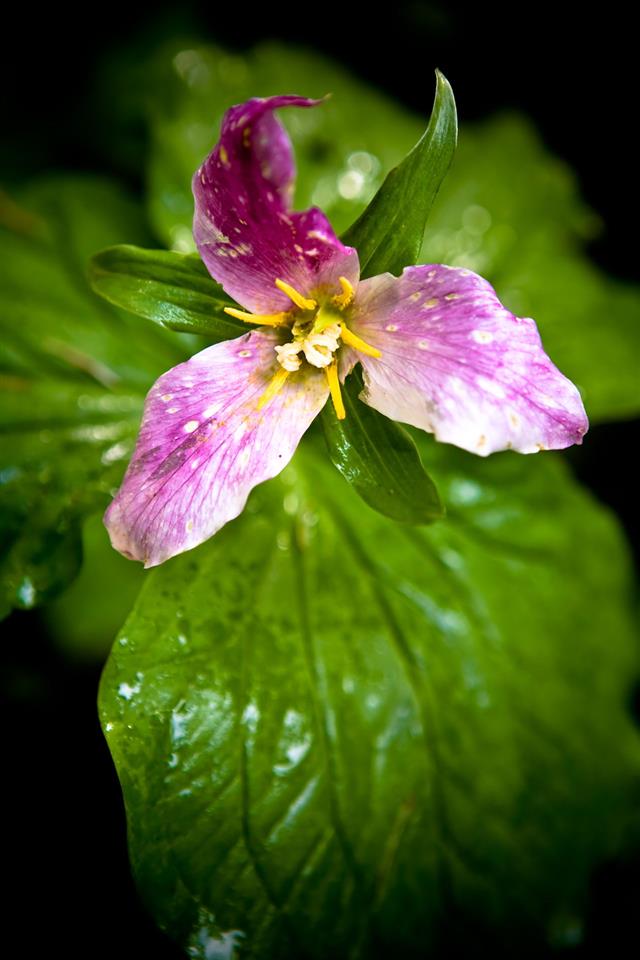 Wild Trillium