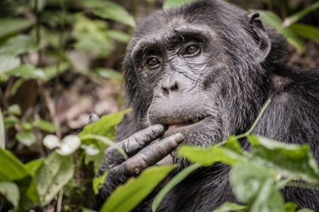 Chimpanzee in Uganda