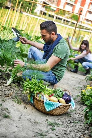 Urban City Vegetables Garden