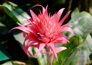 Bromeliad