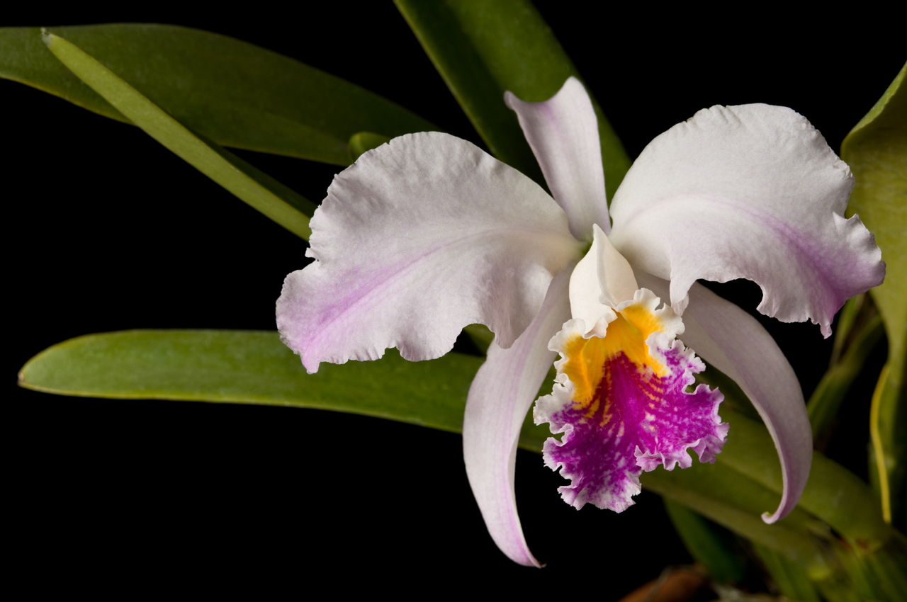 Pure Light Pink Orchid