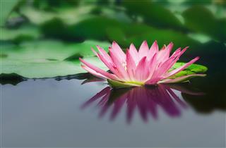 Beautiful Lotus Flower