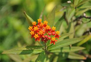 Asclepias Curassavica Flower