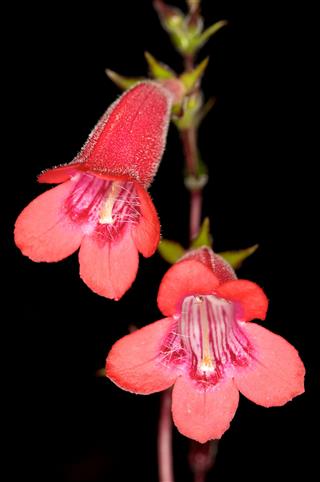 Red Penstemon Flower