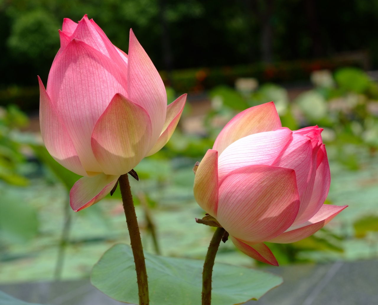 Lotus Rare Flower Symbol Of Purity