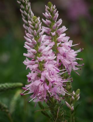 Veronica Spicata Inspire Pink