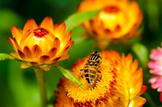 Pollinating Straw Flower