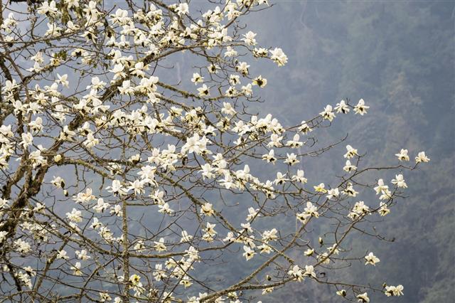 Magnolia Blossom In Bhutan