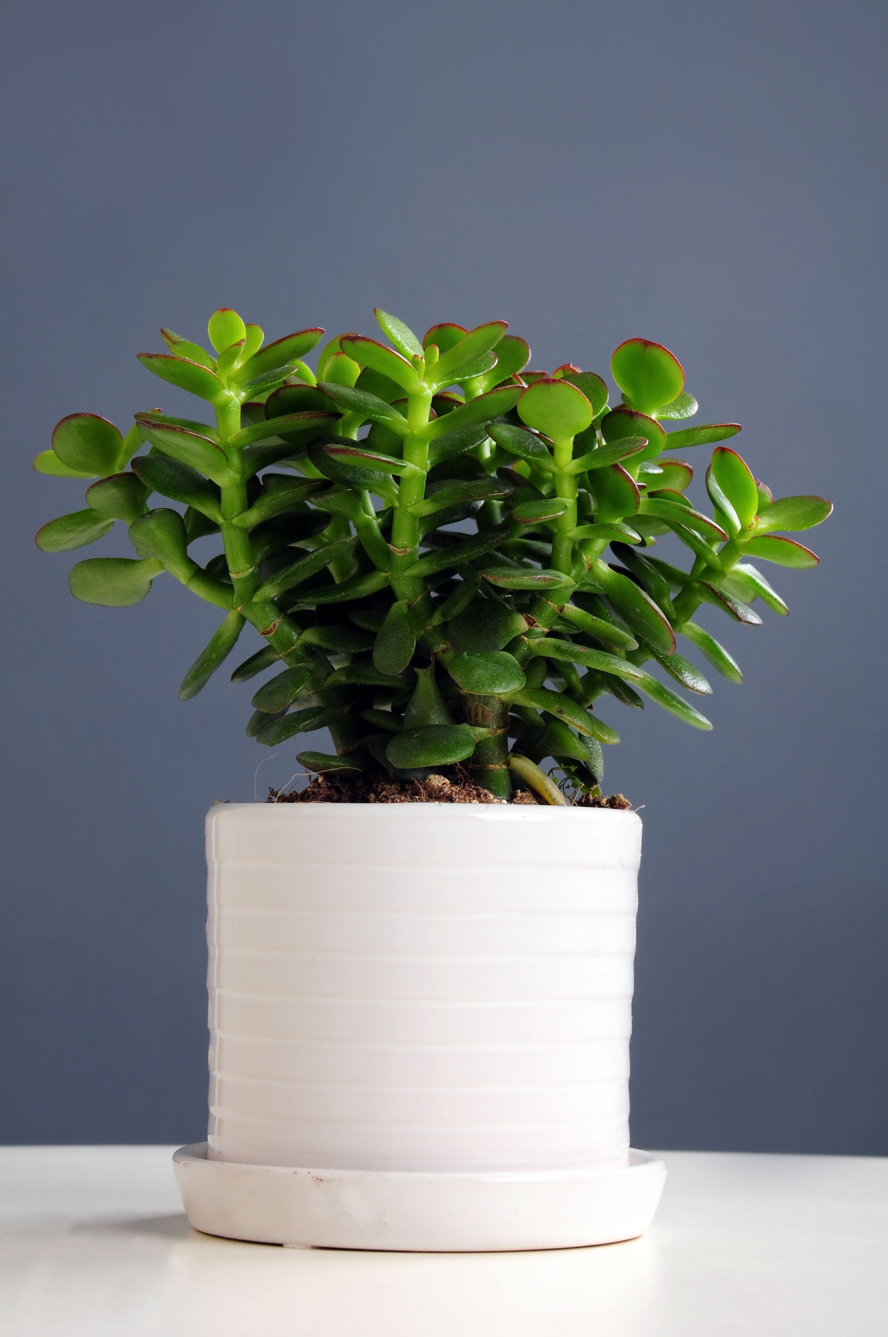 Indoor Plant