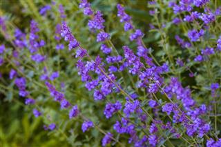 Nepeta Lavender Flowers