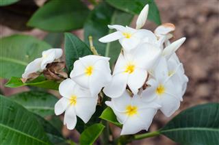 Plumeria Flowers On The Tree