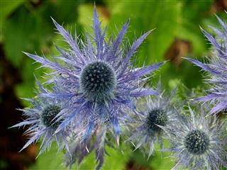 Sea Holly