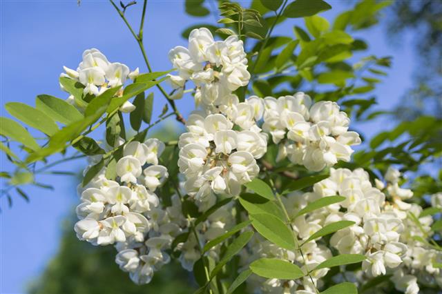 Acacia Blossom