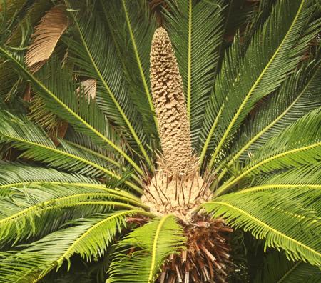 sago palm