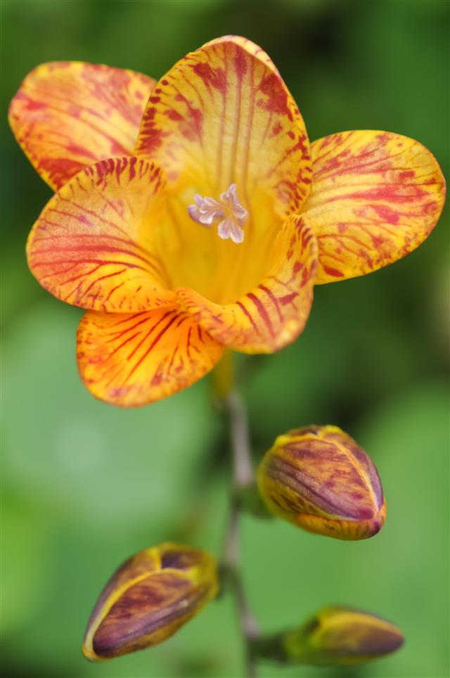 Freesia Yellow And Red