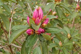 Azalea