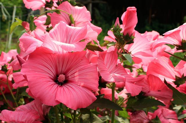Red Hibiscus Flower