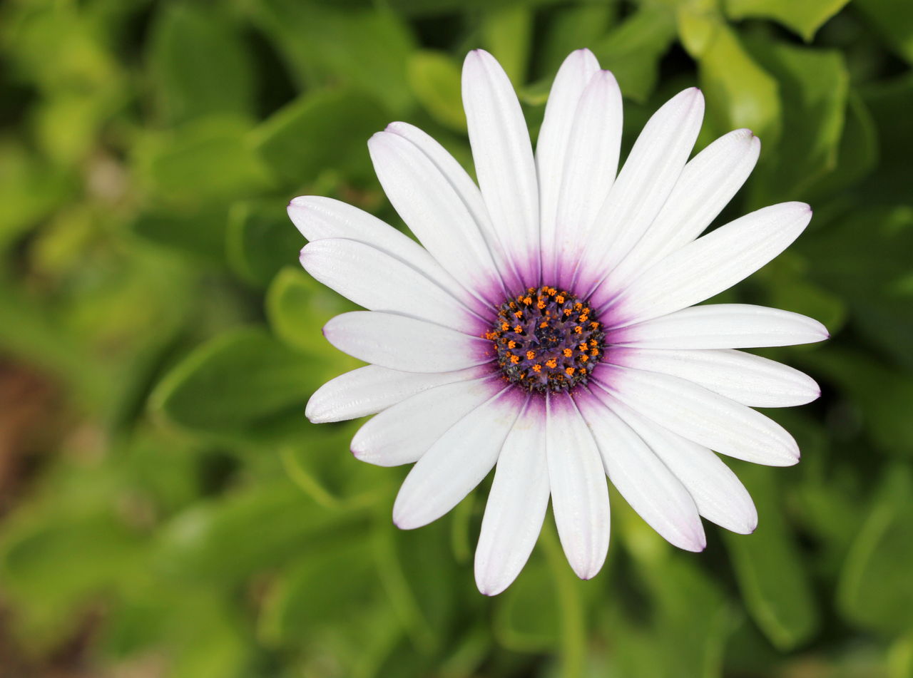 White African Daisy Flower