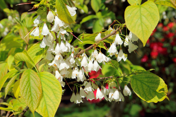 Deutzia gracilis