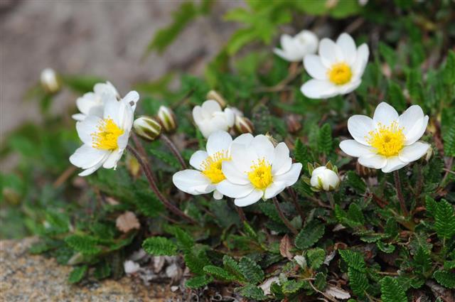 White mountain aven (Dryas octopetala) Silberwurz