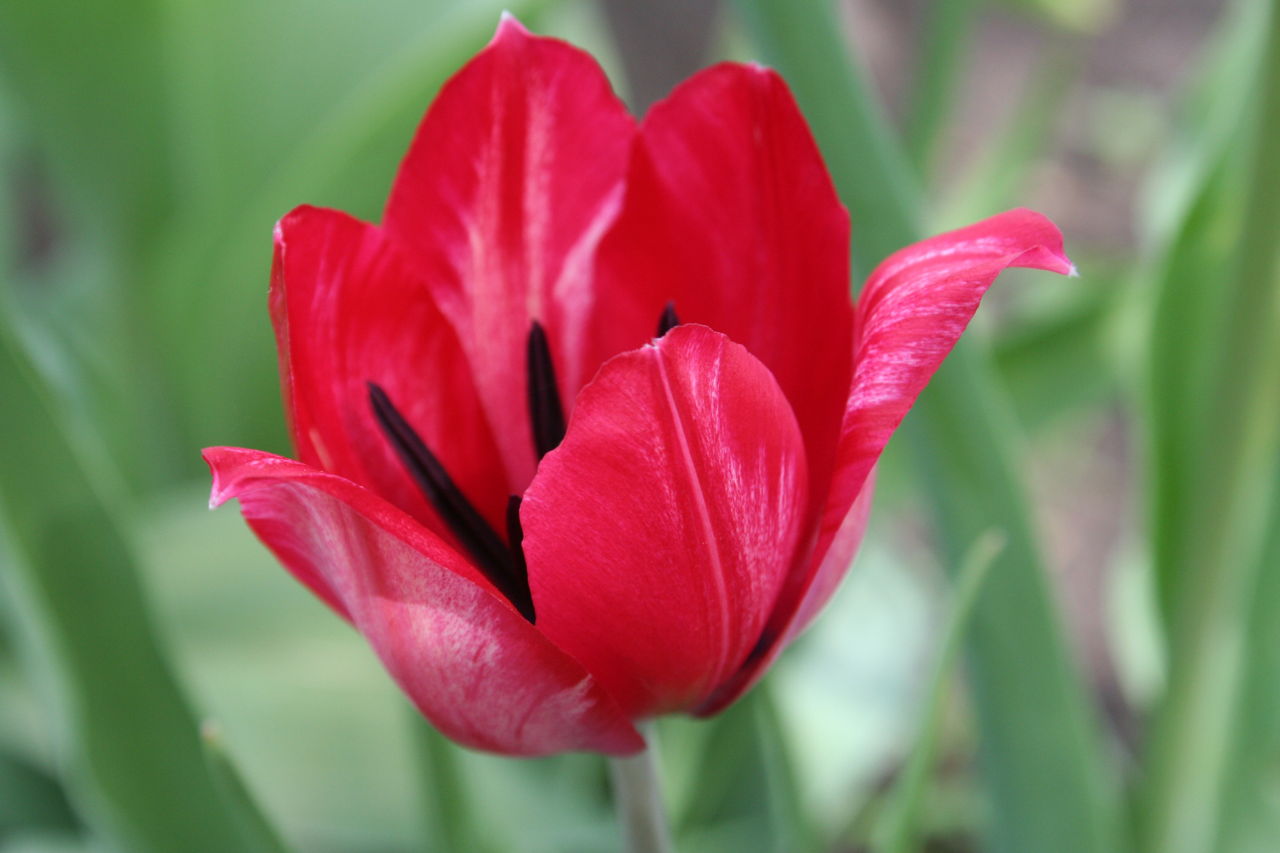 Tulip