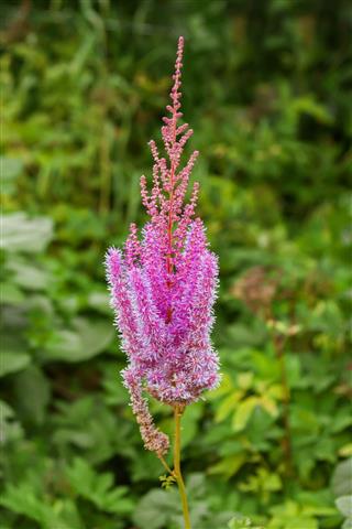 Pink Astilbe Flowers In A Garden