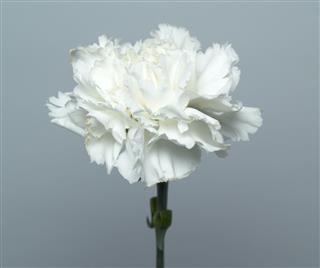 Carnation