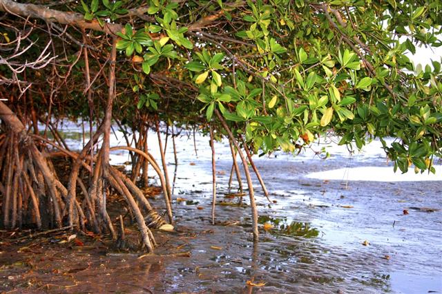 Mangrove tree stretching over the water???