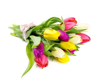 Colorful Tulips