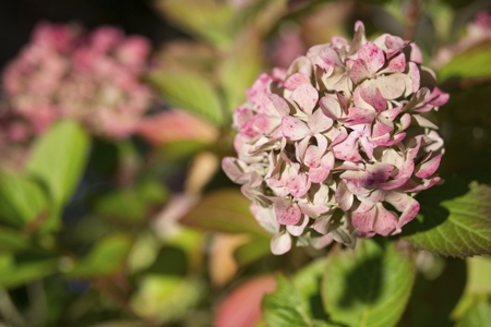 Hydrangea Flower