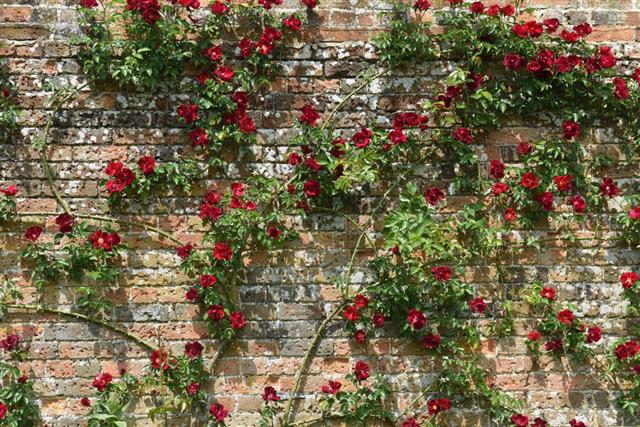 Climbing Red Rose