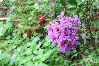 Pink Crape Myrtle Lagerstroemia Speciosa